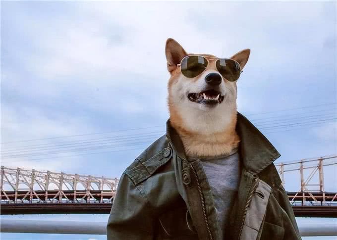 不管你和狗狗关系多好，这7件事，记得别对它做