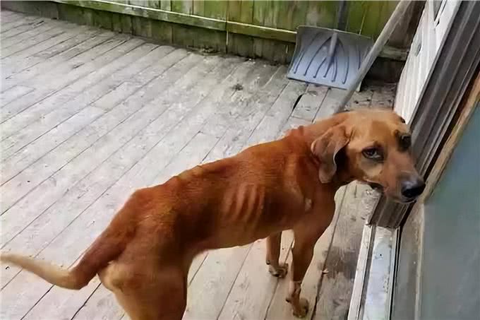 不管你和狗狗关系多好，这7件事，记得别对它做