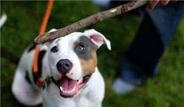 不管你和狗狗关系多好，这7件事，记得别对它做