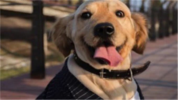 狗狗便秘怎么办?这3点都能帮助到你