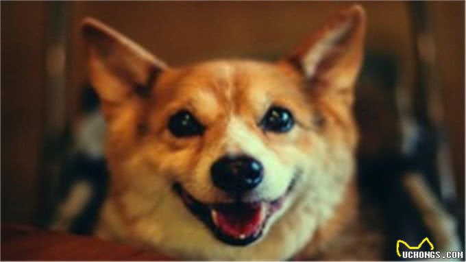 狗狗便秘怎么办?这3点都能帮助到你