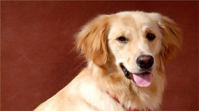 狗狗便秘怎么办?这3点都能帮助到你