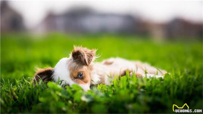 狗狗便秘怎么办?这3点都能帮助到你