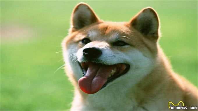 狗狗便秘怎么办?这3点都能帮助到你