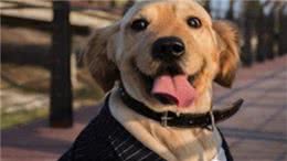 狗狗便秘怎么办?这3点都能帮助到你