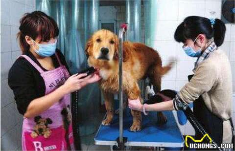 对金毛犬来说，这5件事，如同上刑!