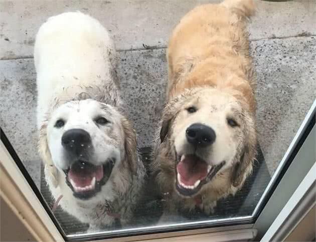 对金毛犬来说，这5件事，如同上刑!