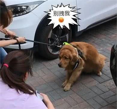 对金毛犬来说，这5件事，如同上刑!