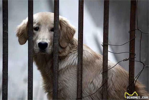 对金毛犬来说，这5件事，如同上刑!