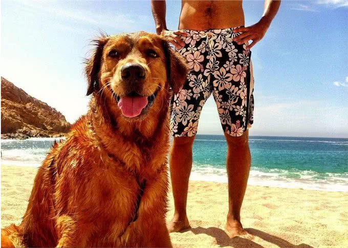 对金毛犬来说,这5件事,如同上刑!