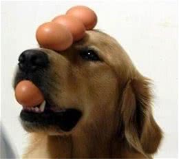 对金毛犬来说，这5件事，如同上刑!