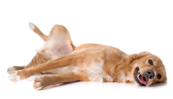 金毛后腿O型腿是怎么回事