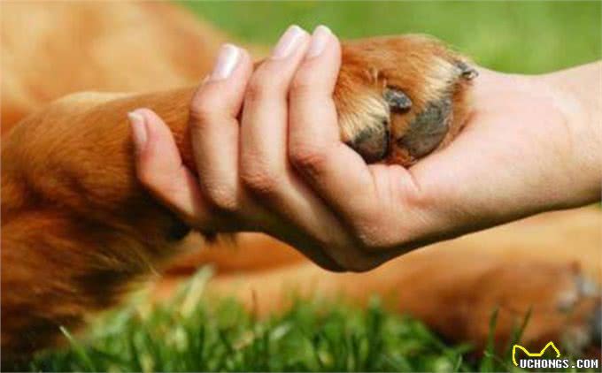 金毛后腿O型腿是怎么回事