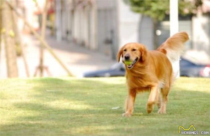 金毛后腿O型腿是怎么回事