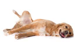 金毛后腿O型腿是怎么回事