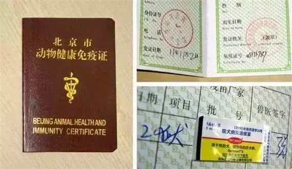 宠物医生的宠物托运攻略这3个准备工作务必要做好