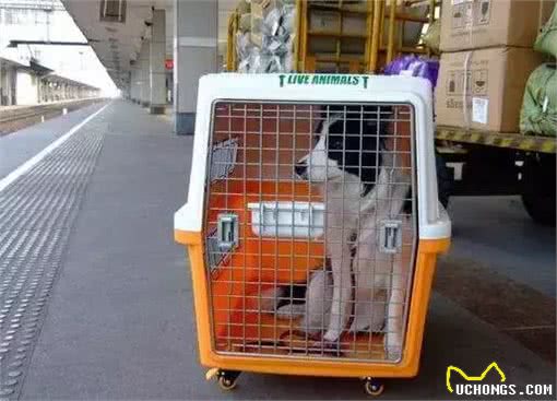 宠物医生的宠物托运攻略这3个准备工作务必要做好