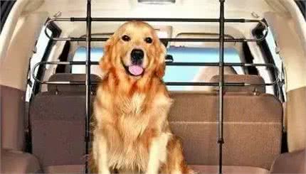 宠物医生的宠物托运攻略这3个准备工作务必要做好