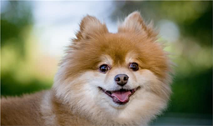 博美一个月吃多少狗粮，还要看狗狗的年龄，根据身体情况确定