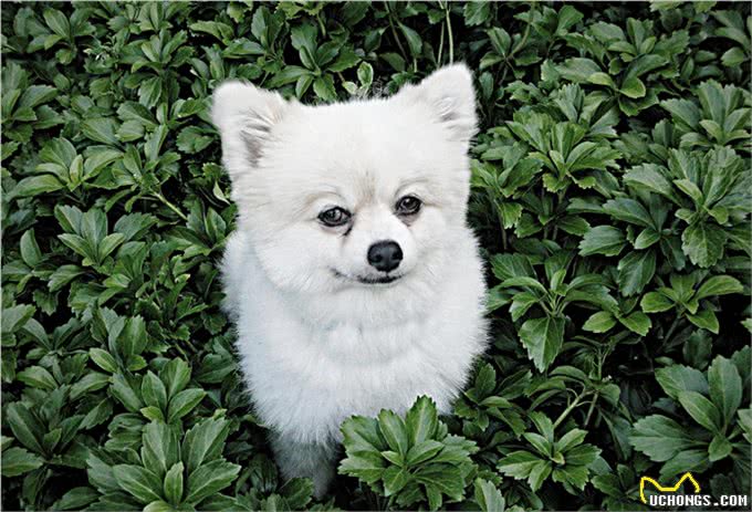 博美一个月吃多少狗粮，还要看狗狗的年龄，根据身体情况确定