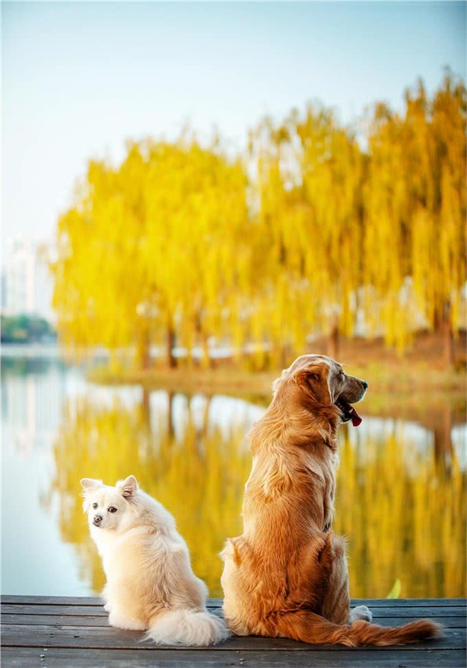 博美一个月吃多少狗粮，还要看狗狗的年龄，根据身体情况确定