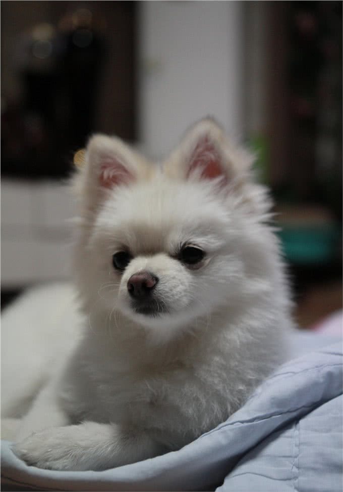 博美一个月吃多少狗粮，还要看狗狗的年龄，根据身体情况确定