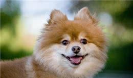 博美一个月吃多少狗粮，还要看狗狗的年龄，根据身体情况确定