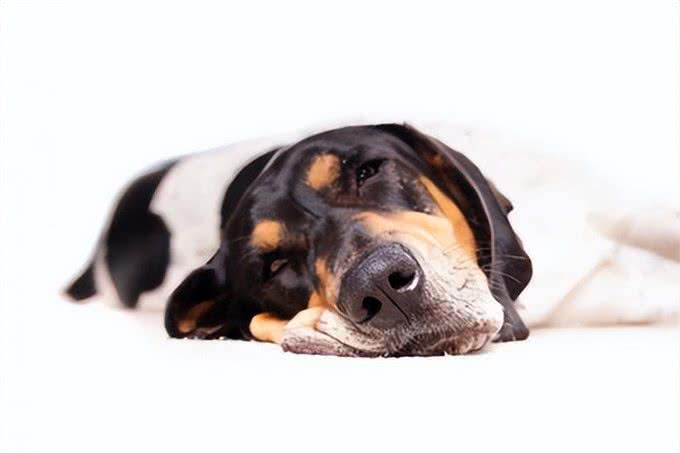 狗狗独处需求:五大关键时刻，主人请别打扰!