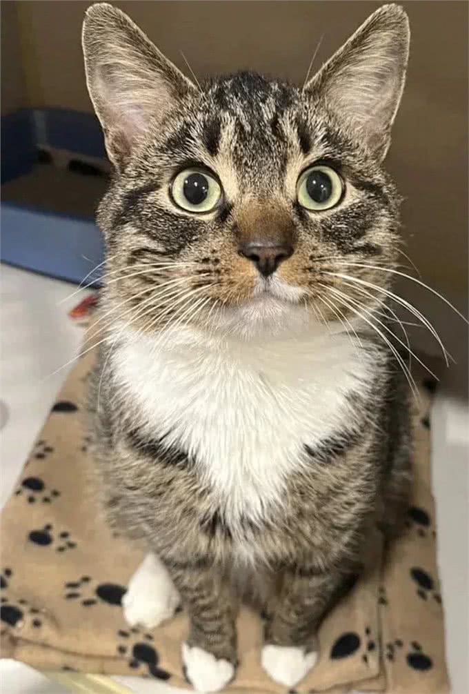 夫妻俩决定领养一只猫，没想到带回家三只