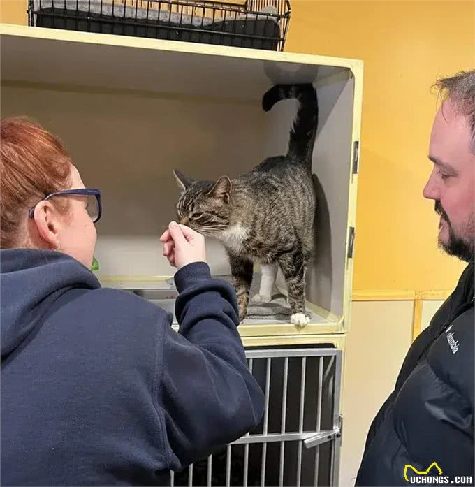 夫妻俩决定领养一只猫，没想到带回家三只