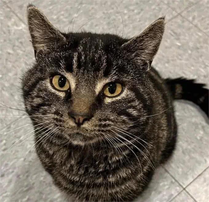 夫妻俩决定领养一只猫，没想到带回家三只