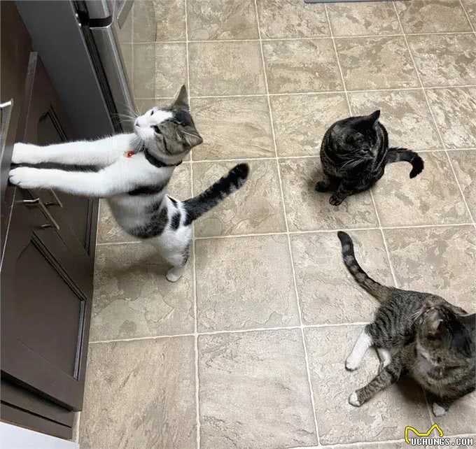 夫妻俩决定领养一只猫，没想到带回家三只