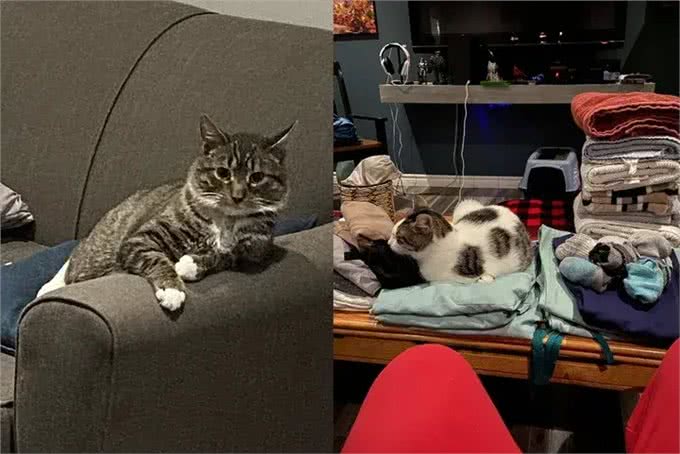 夫妻俩决定领养一只猫，没想到带回家三只