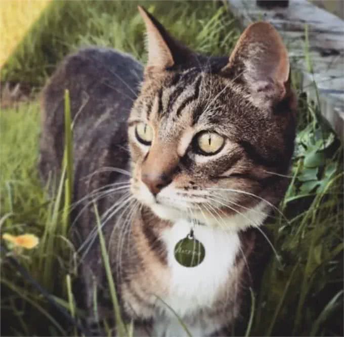 夫妻俩决定领养一只猫，没想到带回家三只