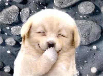 狗狗总喜欢往你身上扑，不仅是因为喜欢你这么简单!还有这几点