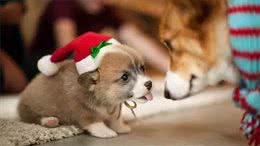 狗狗总喜欢往你身上扑，不仅是因为喜欢你这么简单!还有这几点