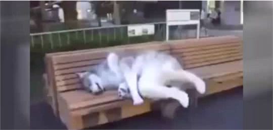 哈士奇第一次喝啤酒，喝完整个二哈都不好了~