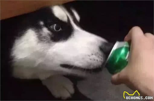 哈士奇第一次喝啤酒，喝完整个二哈都不好了~