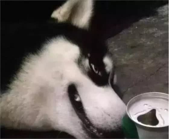 哈士奇第一次喝啤酒，喝完整个二哈都不好了~