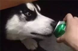 哈士奇第一次喝啤酒，喝完整个二哈都不好了~