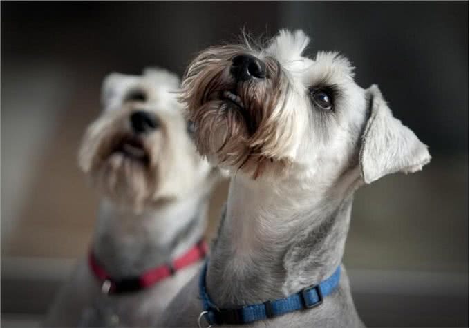 狗狗嘴角、眼角、爪子上的毛发变红,是怎么回事?