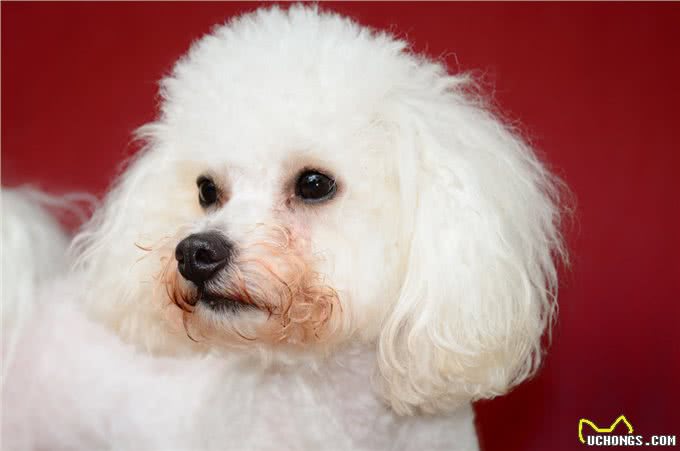 狗狗嘴角、眼角、爪子上的毛发变红,是怎么回事?