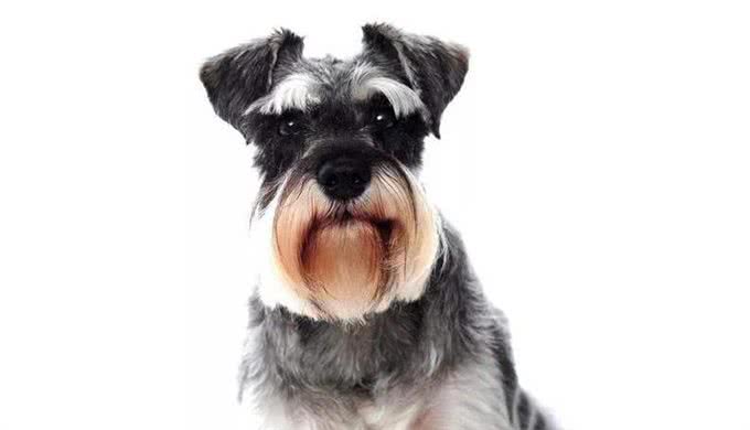 狗狗嘴角、眼角、爪子上的毛发变红,是怎么回事?