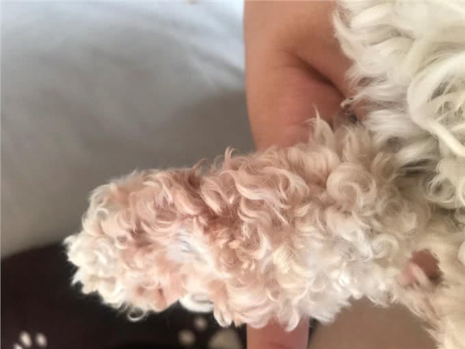 狗狗嘴角、眼角、爪子上的毛发变红,是怎么回事?