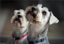 狗狗嘴角、眼角、爪子上的毛发变红，是怎么回事?