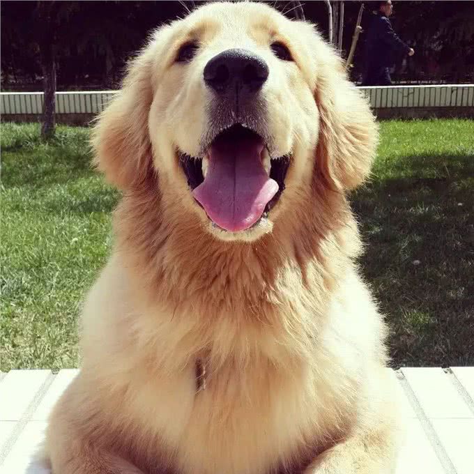 你知道欢乐颂中的五美都适合养什么狗吗?