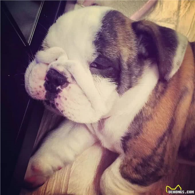 你知道欢乐颂中的五美都适合养什么狗吗?