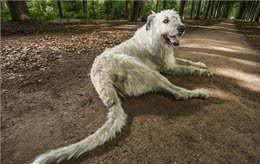 狗的尾巴的作用和特点