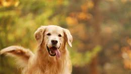 金毛犬和拉布拉多哪个更好?对比两者的聪明程度