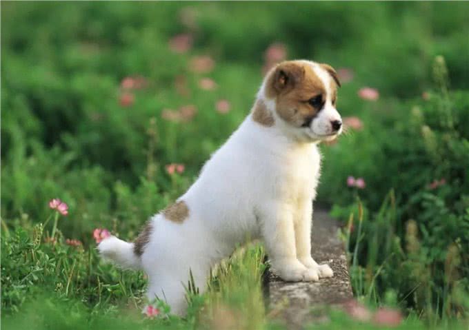 不知道该如何养宠物?这些知识要领，准备工作手把手教你学会